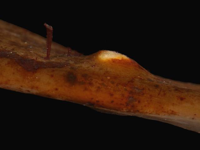 Himanthalia elongata Thong Weed thallus gall possibly caused by an alga algal gall images